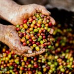 Close-up of hands holding freshly harvested coffee cherries in Mexico. Vibrant colors symbolize a fruitful harvest.